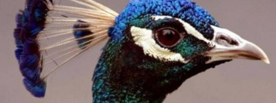 自然界的神奇制造：科学家发现孔雀羽毛竟然是天然激光发射器