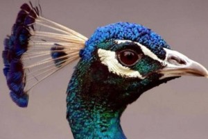 自然界的神奇制造：科学家发现孔雀羽毛竟然是天然激光发射器