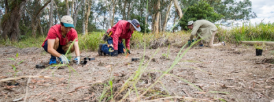 麦考瑞大学财务团队“下地”造林，校园再添绿色希望