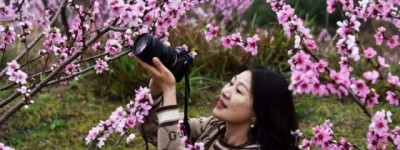 上饶广信：桃花盛开惹人醉 众多游客赏花来
