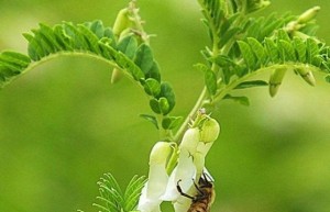 海归科研团队齐聚南科大，为世界阻击新冠病毒贡献‘深圳智慧’