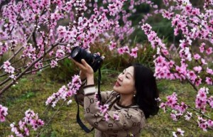 上饶广信：桃花盛开惹人醉 众多游客赏花来