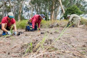 麦考瑞大学财务团队“下地”造林，校园再添绿色希望
