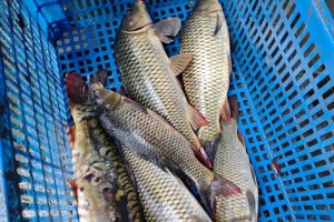 西部风老坛系列窝料如何玩转休闲黑坑